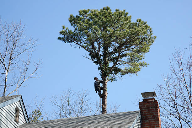 Best Tree Risk Assessment  in West Perrine, FL